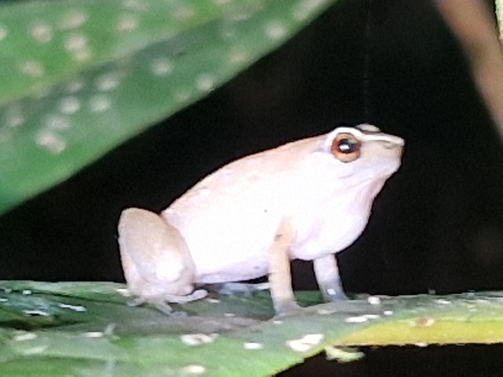 Cophixalus rajampatensis (Cophixalus rajampatensis)
