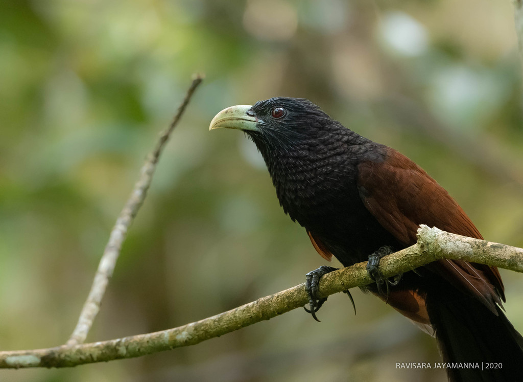 Green-billed Coucal (Centropus chlororhynchos) photo