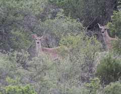 Odocoileus virginianus texanus
