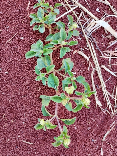Acanthospermum australe, photograph 2
