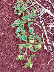 Acanthospermum australe, photograph (c) Rony Ristow, some rights reserved (CC BY)