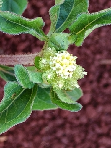 Acanthospermum australe, photograph 3