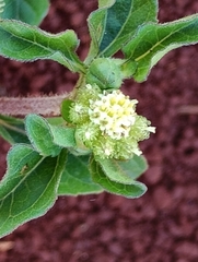 Acanthospermum australe, photograph (c) Rony Ristow, some rights reserved (CC BY)