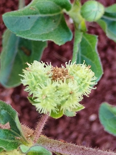 Acanthospermum australe, photograph 4