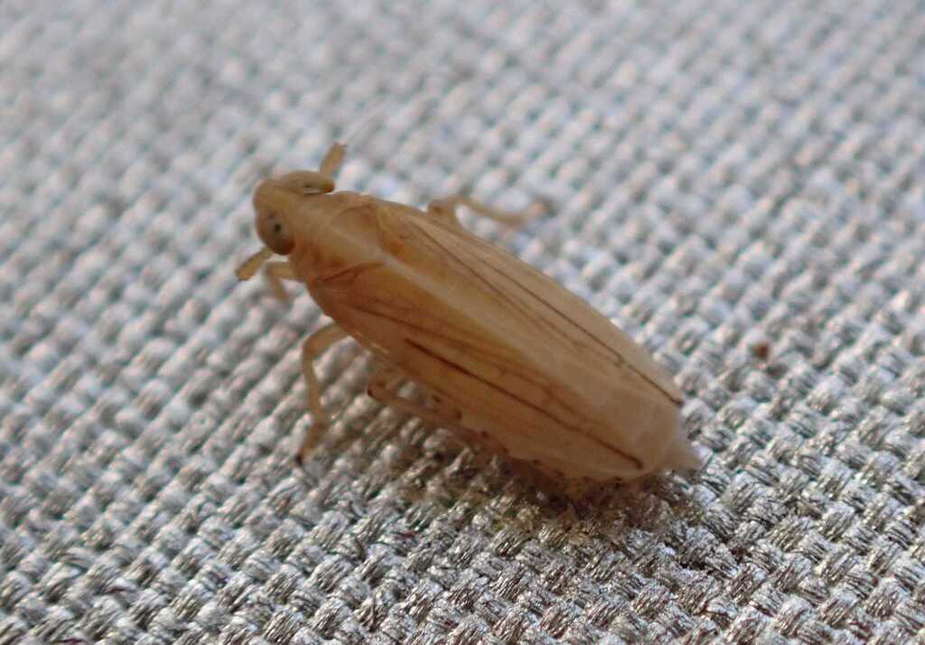 Kelisia punctulum