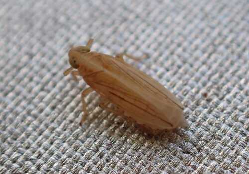Kelisia punctulum