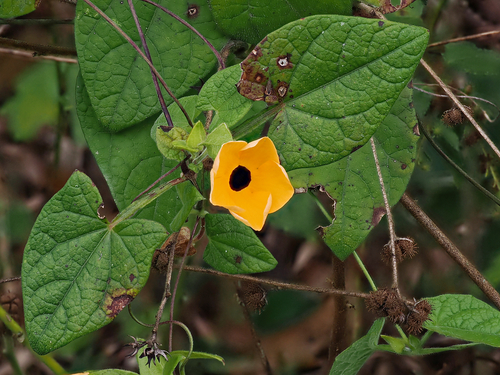 Black-eyed Susan vine