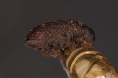 Scolytus morawitzi