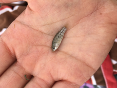 Cyprinodon nevadensis