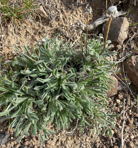 Hairy-seed Fleabane (Erigeron poliospermus)