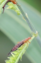 Forficula senegalensis