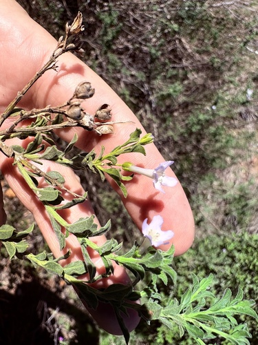 Purple Bellbush (Freylinia undulata)