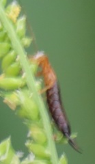 Forficula senegalensis