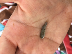 Cyprinodon nevadensis