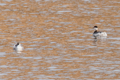 Podiceps auritus