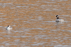 Podiceps auritus
