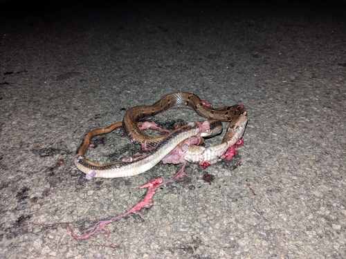 Trinket Snake