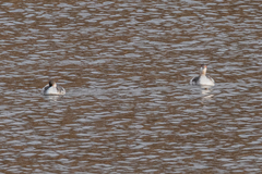 Podiceps auritus