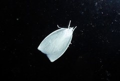 Nymphostola galactina