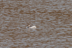 Podiceps auritus