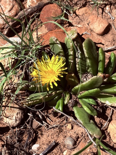 Glottiphyllum longum, photograph 2