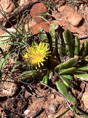 (c) Christina, some rights reserved (CC BY) Glottiphyllum longum, photograph (c) Christina, some rights reserved (CC BY)