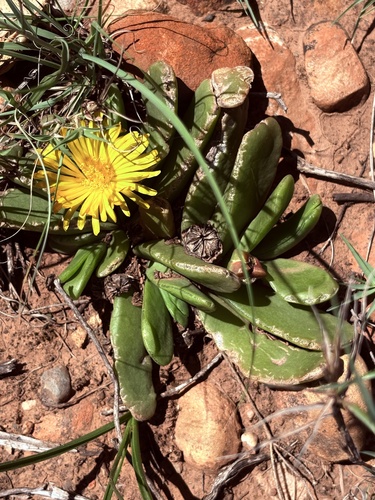 Long Tonguefig (Glottiphyllum longum)