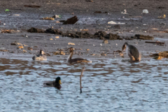 Podiceps cristatus