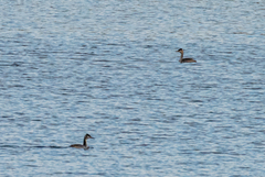 Podiceps cristatus