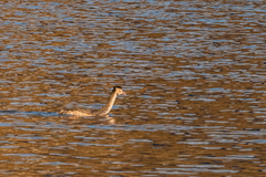Podiceps cristatus