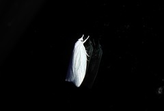Nymphostola galactina