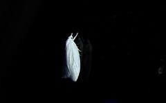 Nymphostola galactina