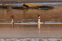 Podiceps cristatus