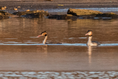 Podiceps cristatus