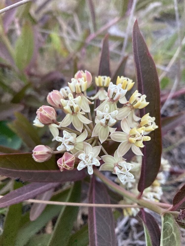 Asclepias mellodora, photograph 1