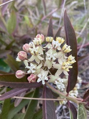 Asclepias mellodora, photograph (c) Martin Coronel Varela, some rights reserved (CC BY)