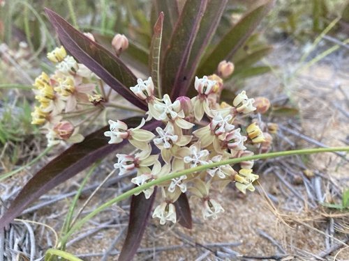 Asclepias mellodora, photograph 2