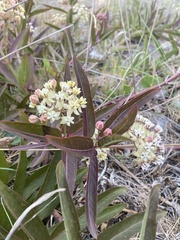 Asclepias mellodora, photograph (c) Martin Coronel Varela, some rights reserved (CC BY)