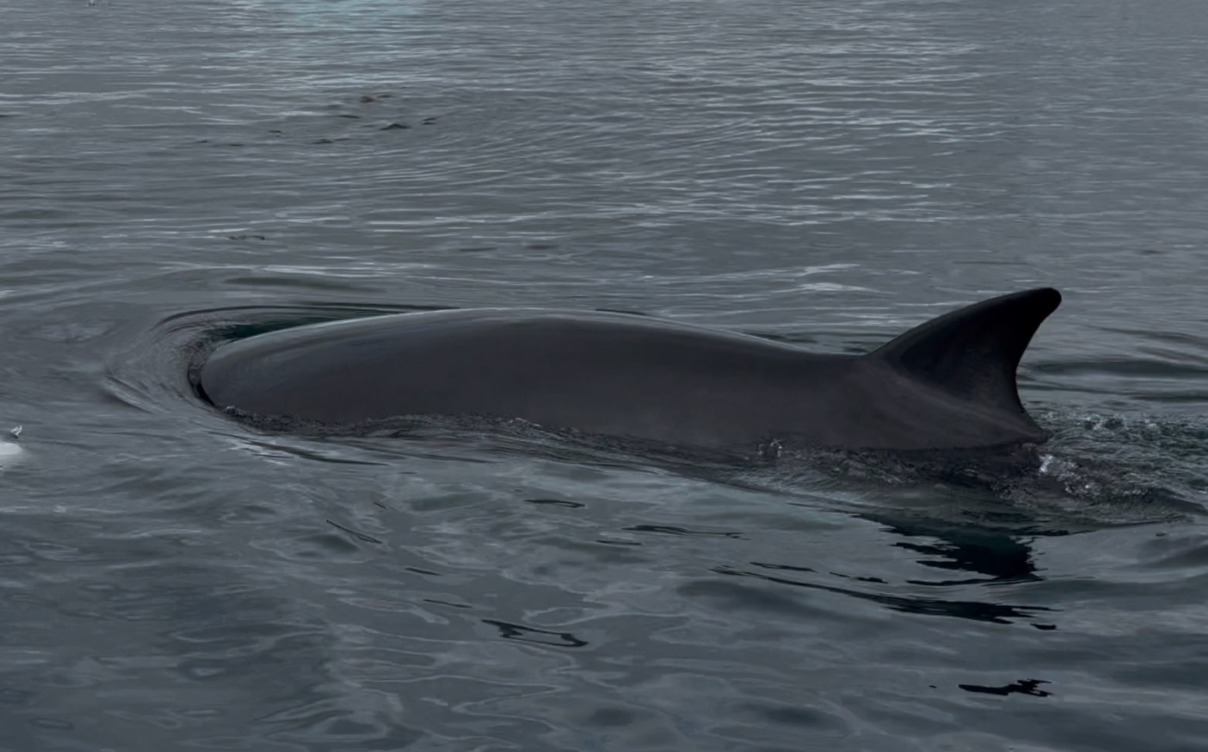 Balaenoptera bonaerensis