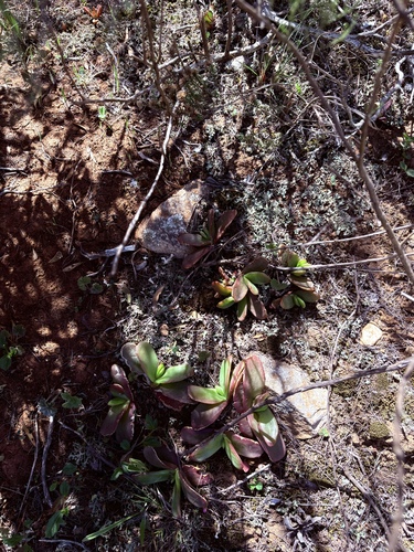 Glottiphyllum longum, photograph 3