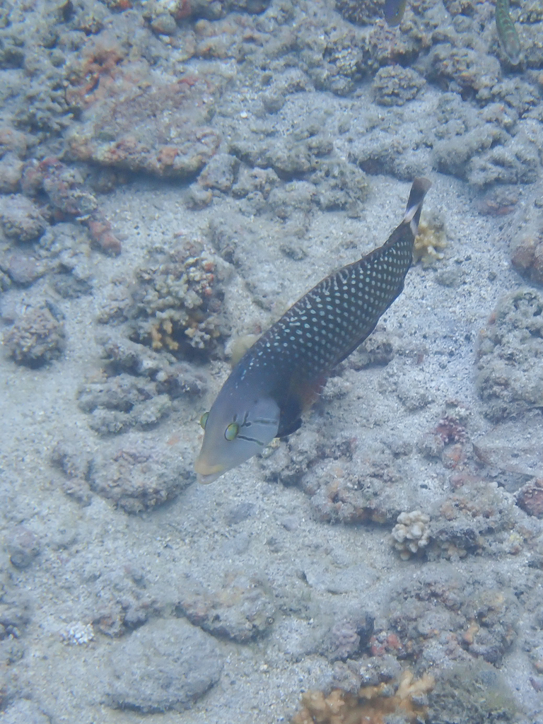 Rockmover wrasse