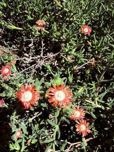 Delosperma multiflorum (Delosperma multiflorum)