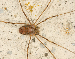Dasylobus