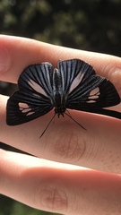 Pythonides lancea