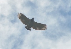 Morphnarchus princeps