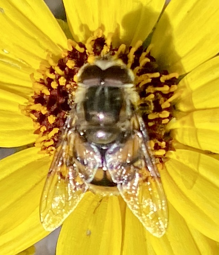 Unknown species found near Coto De Caza, CA 92679, USA