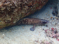 Rypticus bicolor