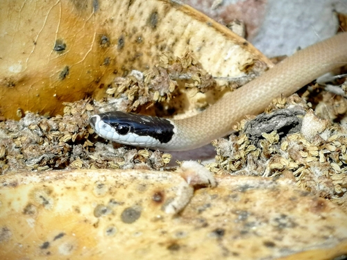 Black-headed Ground Snake