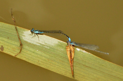 Acanthagrion lancea