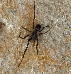Liophrurillus flavitarsis